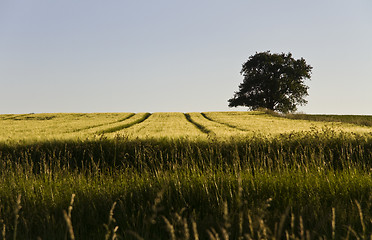 Image showing single tree and grainfield