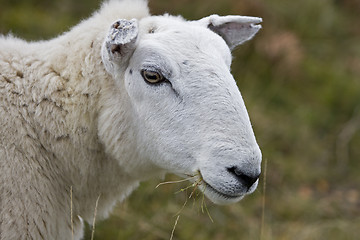 Image showing head of sheep