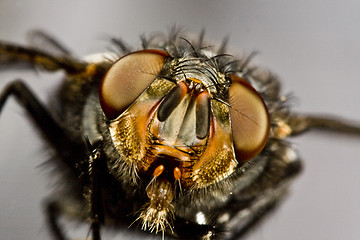 Image showing flying horse fly