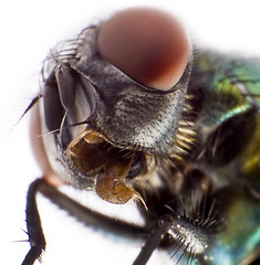 Image showing Head of a domestic fly