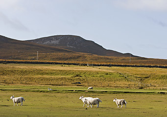 Image showing sheeps in scotisch landscape