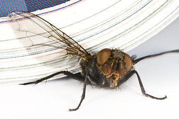 Image showing house fly killed by magazine