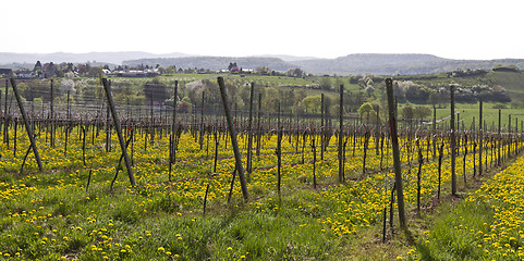 Image showing vineyard with dandelion