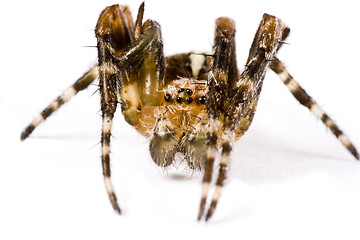 Image showing spider crawling in extreme close up