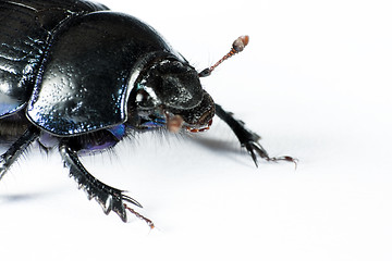 Image showing head of black bug in left upper corner