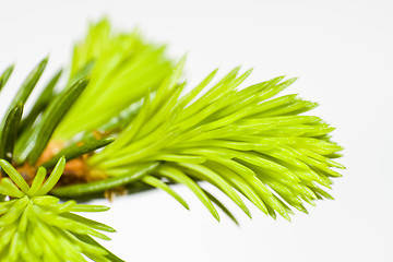 Image showing close-up of fir tree