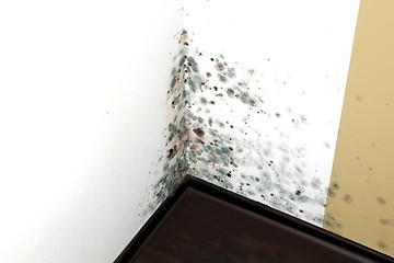 Image showing Mold in a Edge