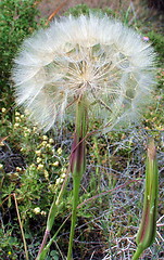 Image showing Dandelion