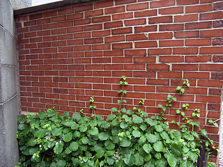Image showing Brick Wall with Ivy