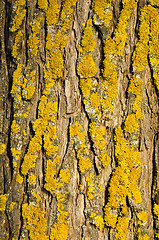 Image showing Mossy tree trunk bark closeup background details 