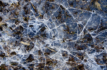 Image showing Cracked water ice on frozen bog winter background 