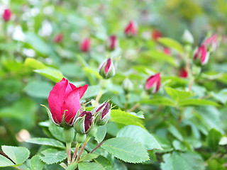 Image showing Red roses blooming