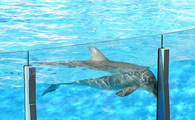 Image showing dolphin saying goodbye