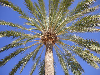 Image showing palm tree