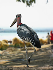 Image showing Marabou Stork