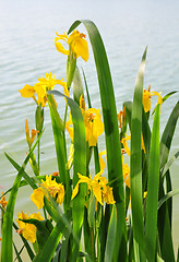 Image showing Yellow iris (Iris pseudacorus)