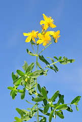 Image showing St John's wort (Hypericum perforatum)