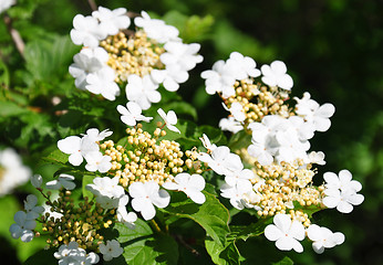 Image showing Guelder rose (Viburnum opulus)