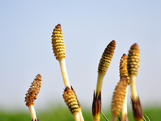 Image showing Horsetail flowers