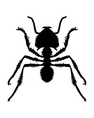 Image showing Ant