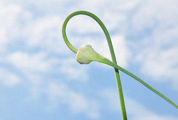 Image showing Flower of garlic