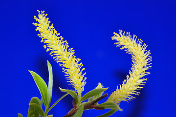 Image showing Willow flower (Salix)