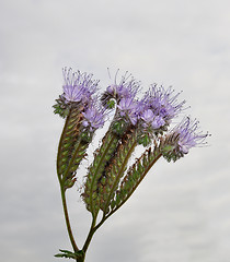 Image showing Phacelia, Scorpionweed (Phacelia tanacetifolia)