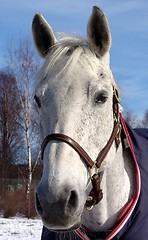 Image showing White horse.