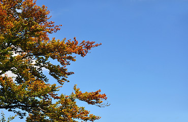 Image showing Beech tree in fall