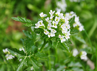 Image showing Watercress (Nasturtium officinale)