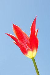 Image showing Red tulip