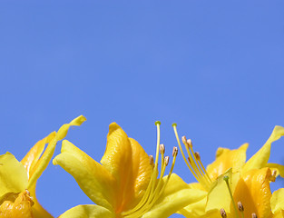 Image showing Rododendron flowers and blue sky