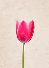 Image showing Purple tulip