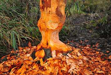 Image showing Beaver tree