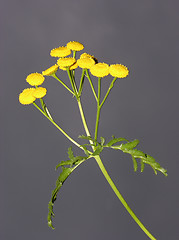 Image showing Tansy (Tanacetum vulgare)