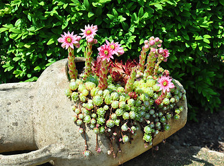 Image showing Houseleek flowers (Sempervivum) in flagon