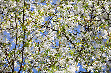 Image showing Cherry flowers (Prunus avium)