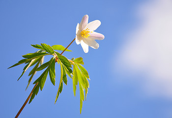 Image showing Wood anemone