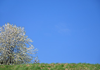 Image showing Cherry tree