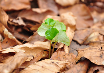 Image showing Beech seedling