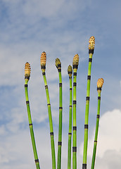 Image showing Horsetail (Equisetum)