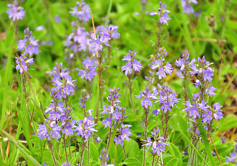 Image showing Common Speedwell (Veronica officinalis)