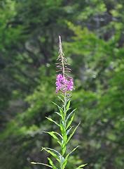 Image showing Rosebay Willowherb (Epilobium angustifolium)