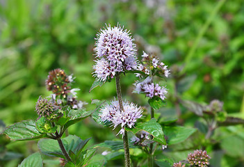 Image showing Water mint (Mentha aquatica)