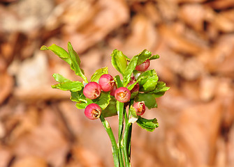 Image showing Bilberry in bloom