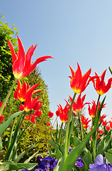 Image showing Flower bed