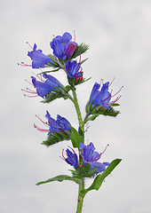 Image showing Viper's Bugloss (Echium vulgare)