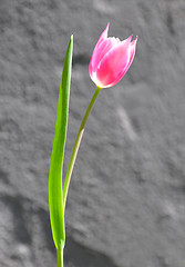 Image showing Purple tulip