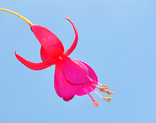 Image showing Fuchsia flower