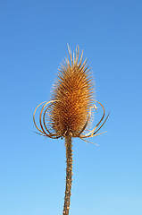 Image showing Fuller's teasel (Dipsacus fullonum)